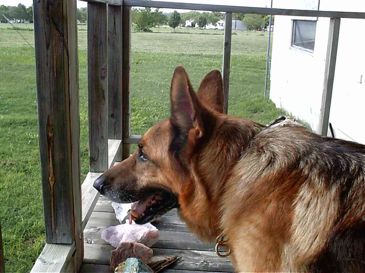 Xaros surveys the front yard. Taken the evening of June 25, 2003, the night before Xaros was diagnosed with cancer.