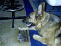 Relaxing with Little Baby. Sleeping near a floor vent was a requirement in the summer for Xaros!