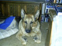 Helping the swelling...ever see a dog do that to his paws?
