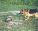 A friend of mine brought an RC car over - Xaros loved chasing it!