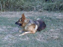 I love to nap in the grass!